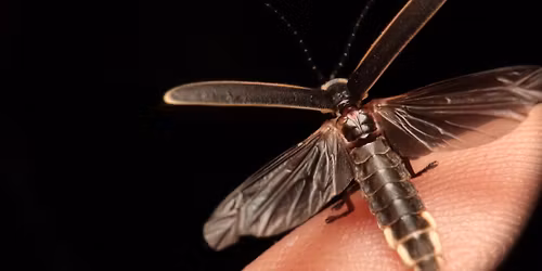 Beasts & Beer: Fantastic Fireflies with Dr. Daniel Young