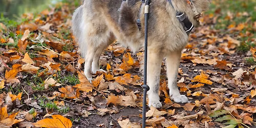 SAA Autumn Fair and Dogfest