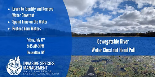 Oswegatchie River Water Chestnut Pull