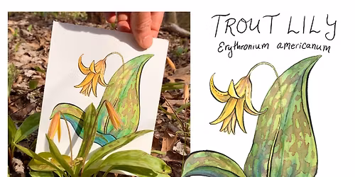 Illustrate a Wild Maine Spring with Watercolor and Ink