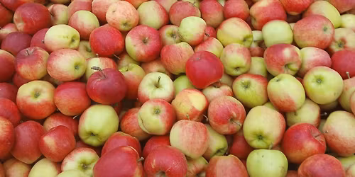 Pressage de pommes en direct