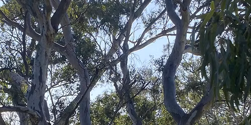 FoMC: Friends of Malcolm Creek & Grasslands - Litter Cleanup