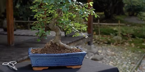 Bonsai Society Meeting - Summer Maintenance
