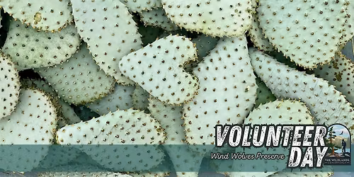 Volunteer Day: Bakersfield Cactus Monitoring -  Wind Wolves Preserve