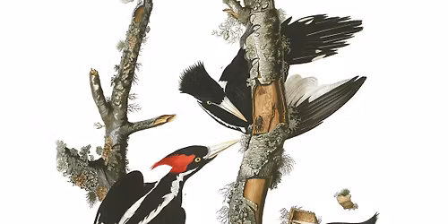 An Evening with Audubon