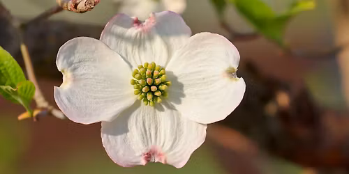 How Plants Respond to Their Environment