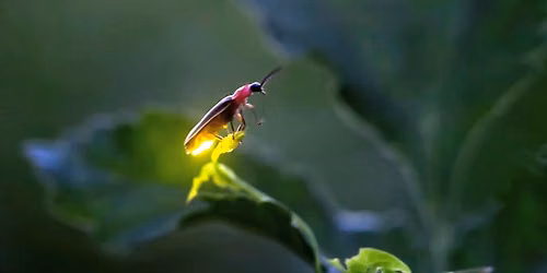 Fireflies in July