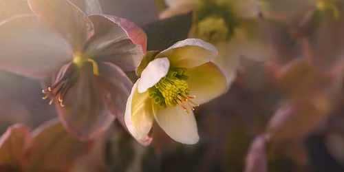 Free Class | Shade Gardening Essentials