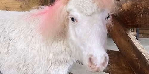 Unicorn Day Camp at Triple J!