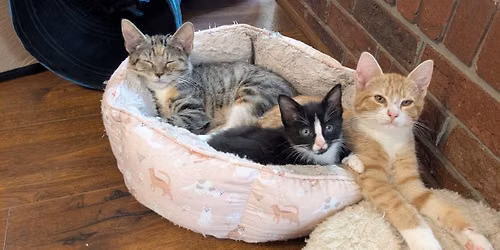 ADOPTION FAIR