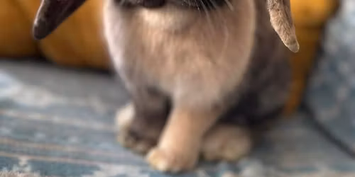 Buns at Meow Lounge