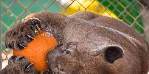 Fall Festival and Pumpkin Toss