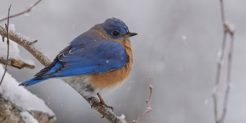 LEAP Lab: Animal Survival