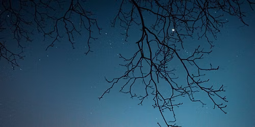 Summer Night Symphony: Nature After Dark
