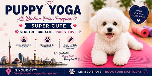 Bichon Frise Puppy Yoga in Vaughan