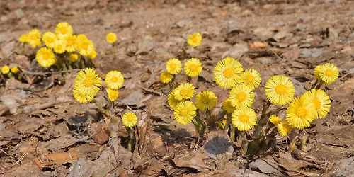 Kev\u00e4tseuranta -perheretki