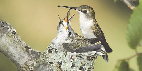 Hummingbird Presentation