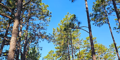 The Deerfly 6k and 11k Trail Race