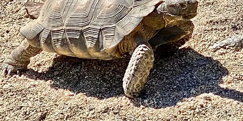 Tortoise Chat