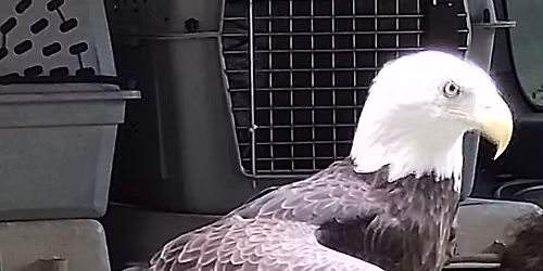 Wings of Wonder! with Three Rivers Avian Center