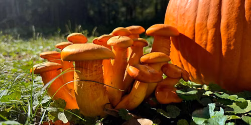 The Haunted Mycelium Tour