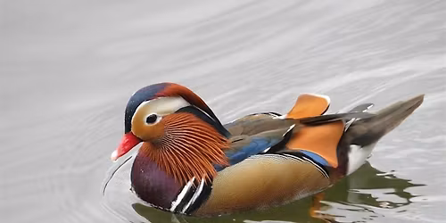 Dawn Chorus Bird Walk
