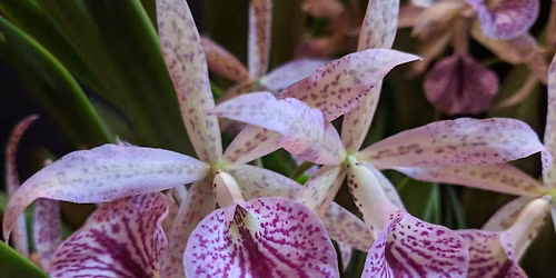 Spring Orchid Auction 