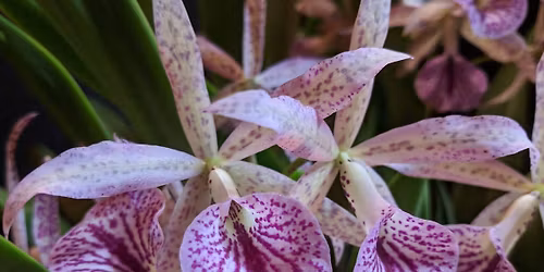 Spring Orchid Auction