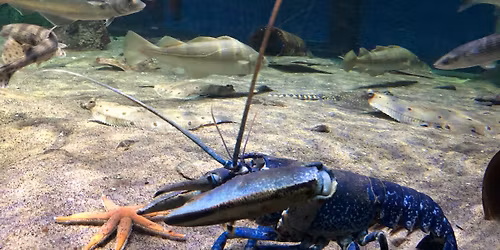 Aquarium Discovery Pop Up Event: Lobster and Crabs
