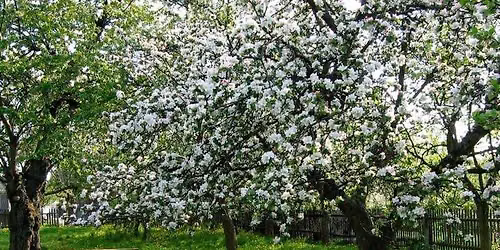 The Role of Pollinating Trees in the Urban Landscape