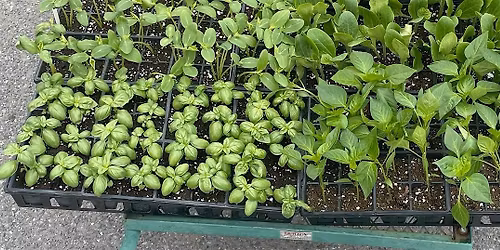 Urban Farming 101 Workshop: Seed Starting & Seedling Care