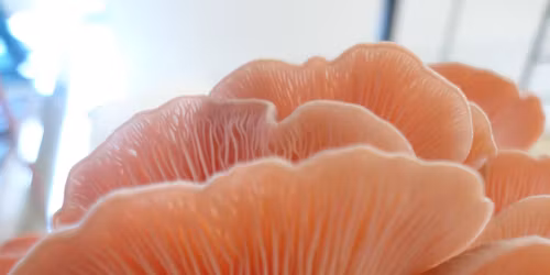 15\/11\/25. Morelia, Mich.  Aprende a Cultivar Hongos Comestibles en Casa.