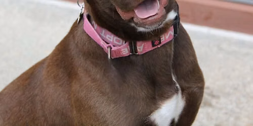 Dog Adoption Event