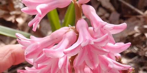 Earth Day: Food Forest Care Day