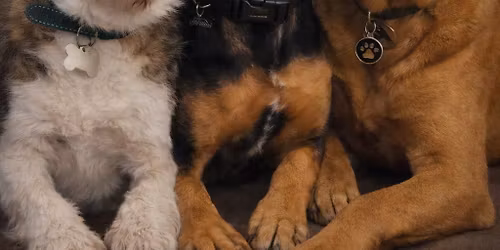 Men\u2019s Mental Health Dog Walk