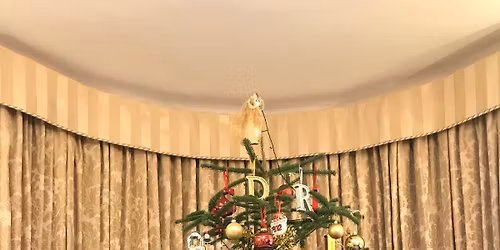 DWS PSFA CHRISTMAS TREE OFFER 