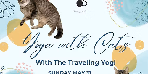 Yoga with Cats!