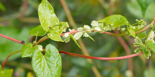 How to Protect Your Native Plants (Science Series)