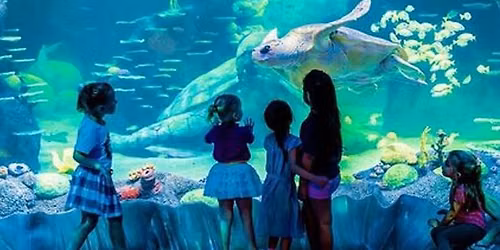 Sea Life Sydney Aquarium Entrance Ticket