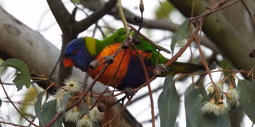 New Zealand & Australia: A Bit of Birding During a Road Scholar Tour