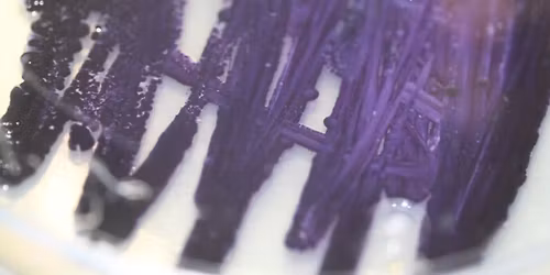 PhD defence: Co-Cultivating Colours