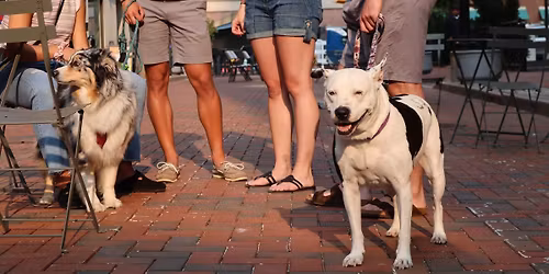 Pup Street \ud83d\udc3e Puppy Prom