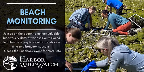 Beach Monitoring & Molt Search - Mouth of Gig Harbor\/Old Ferry Landing