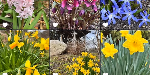 Setting Up your Garden: Early Season Prep