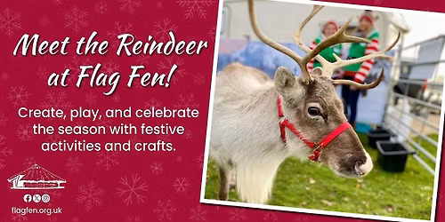 Meet the Reindeer at Flag Fen!