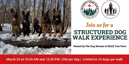 Structured Dog Walk Experience in collaboration with The Dog Woman