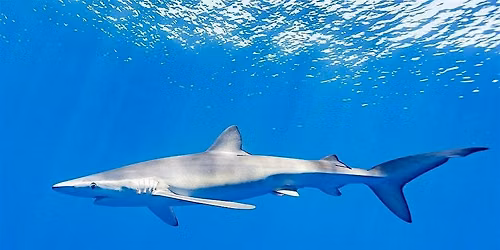 Shark Extravaganza, Tiny Tots (ages 3-5), $4 per child upon arrival