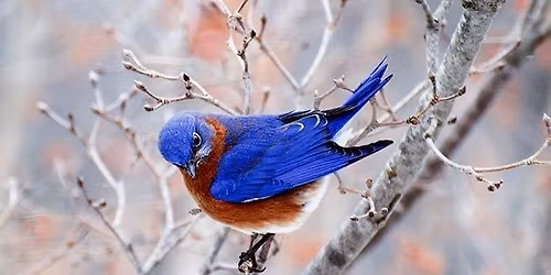 Eastmoreland Independence Day and Art Faire