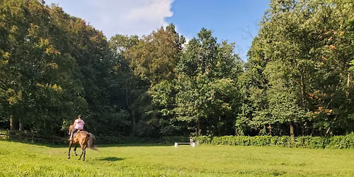 Adult Horse "Camp"