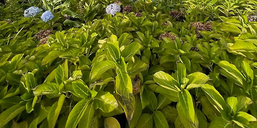 26 maggio\/02 giugno 2026 - AZZORRE PARADISE, PORTOGALLO